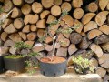 ziemia do drzewka bonsai