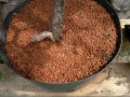 drzewko, bonsai, euro akadama, akadama, ziemia do drzewka bonsai, drzewko bonsai