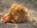 środek na ptaszyńca, walka z ptaszyńcem, ziemia okrzemkowa, zwalczanie owadów, zwalczanie pasożytów, zwalczanie roztoczy, diatomit, dodatek dla kur, ochrona kurnika, ochrona przed pasożytami, opryskiwanie kurnika